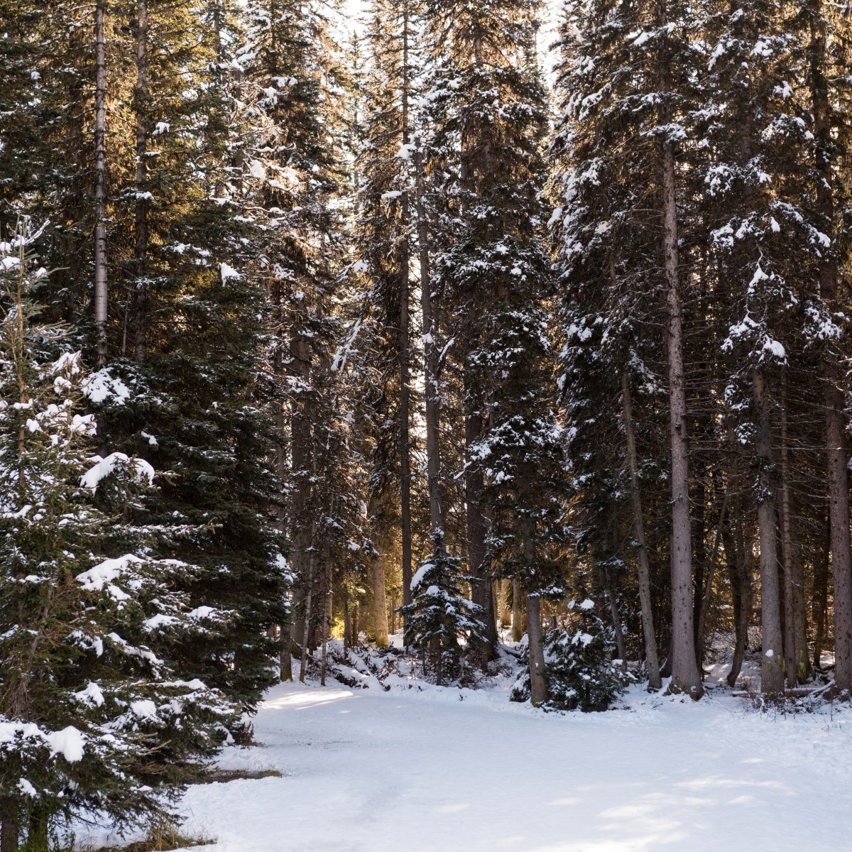 New Year’s Guided&nbsp;Meditation